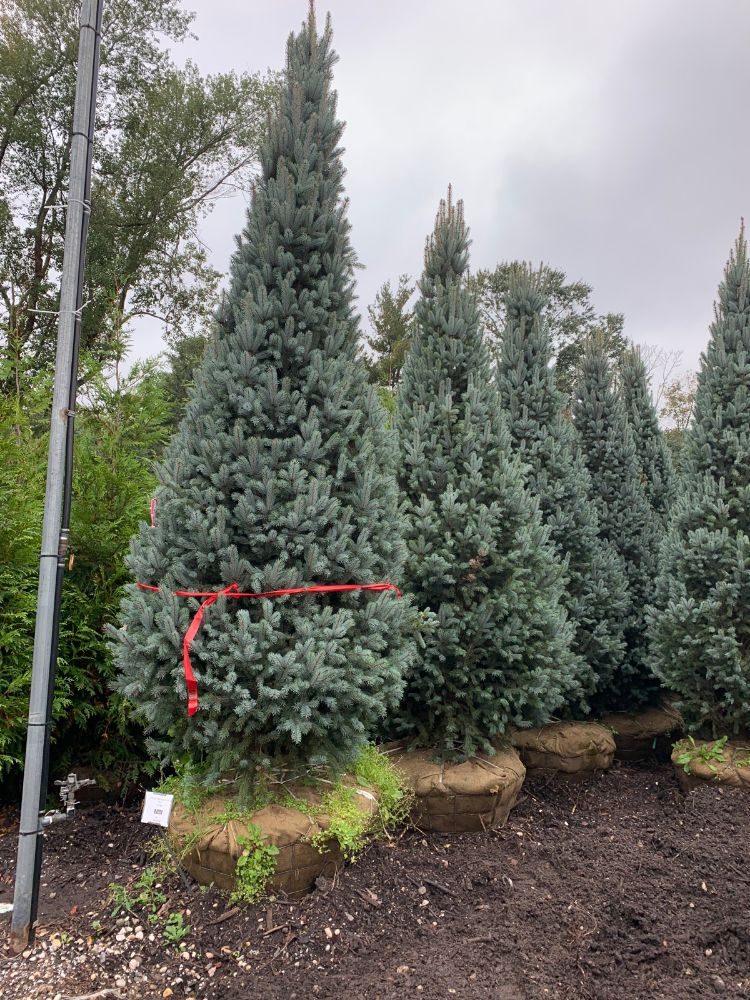 Irrigation System view 3